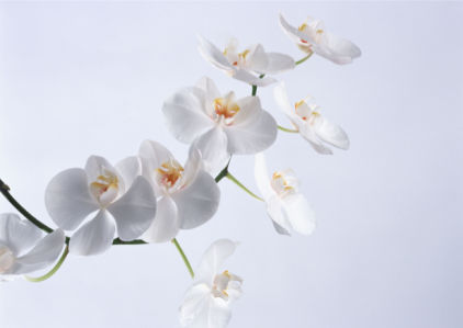 Белая орхидея фотообои фото (flowers-0000055)