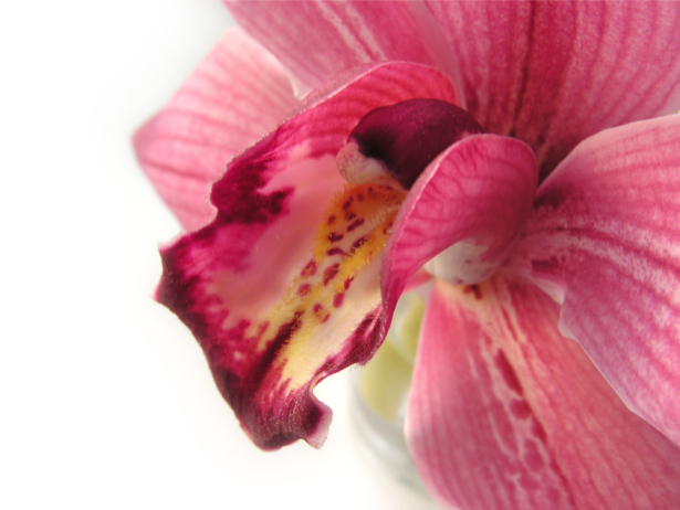 Обои фото Цветок орхидеи (flowers-0000123)