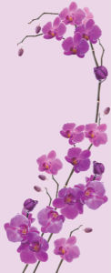 Фотообои на стену - Лиловые орхидеи (flowers-0000204)