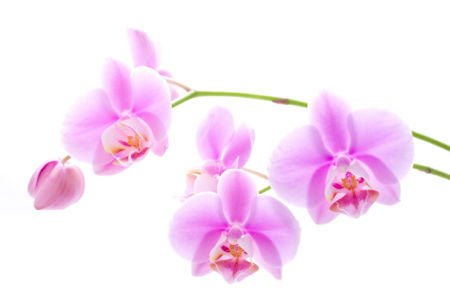Фото обои Ветка розовой орхидеи (flowers-0000299)