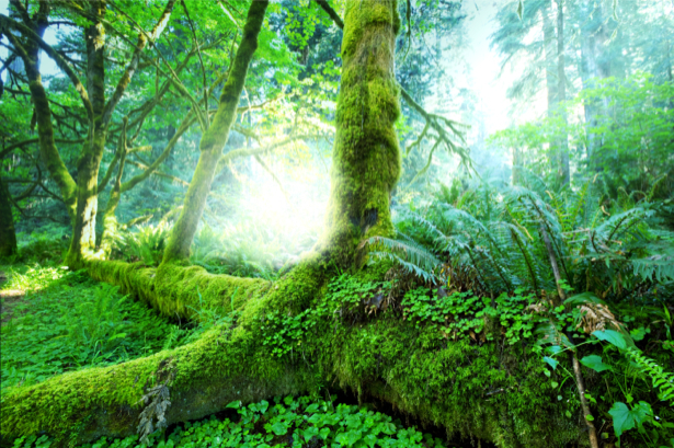 Фотообои лес чаща зеленый (nature-0000696)