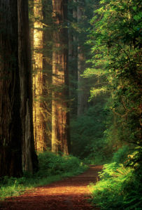 Фотообои вертикальные дорога лес (nature-00257)