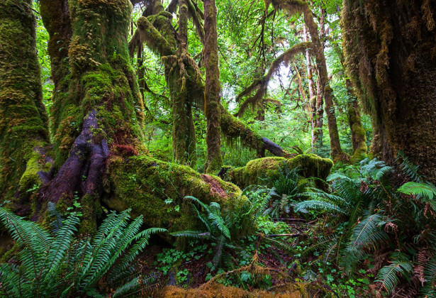 Фотообои Тропический лес (nature-879)