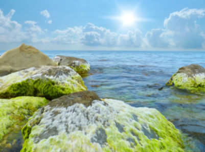 Фотообои море водоросли на камне (sea-0000033)