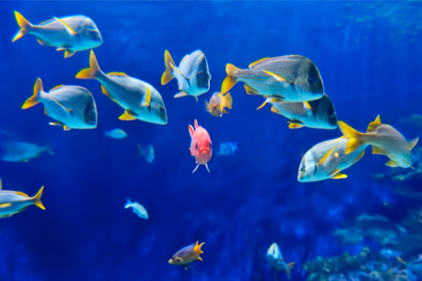 Фотообои ванная рыб в океане (underwater-world-00014)