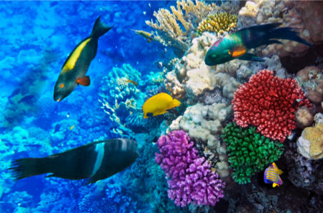 Фотообои кораллы 3д рыбки море (underwater-world-00034)