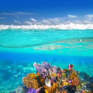 Фотообои для ванны кораллы фото (underwater-world-00175)