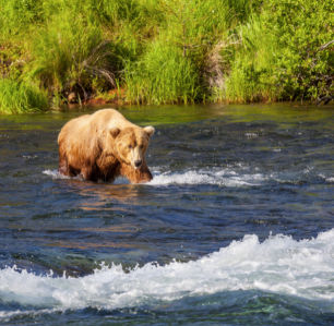 Фотообои Медведь на охоте (animals-0000440)