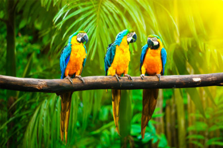Фотообои трио попугаи ара (animals-0000484)