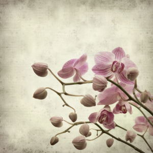 Цветущая орхидея Фотообои на стену цветы (flowers-0000043)