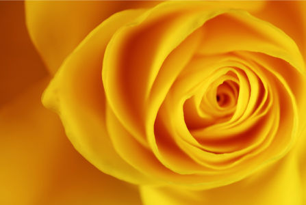 Желтая роза фотообои цветы на стену фото (flowers-0000087)