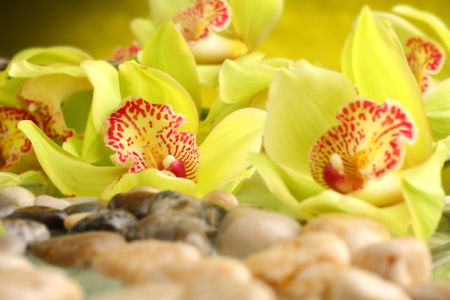 Обои фото желтые орхидеи (flowers-0000554)