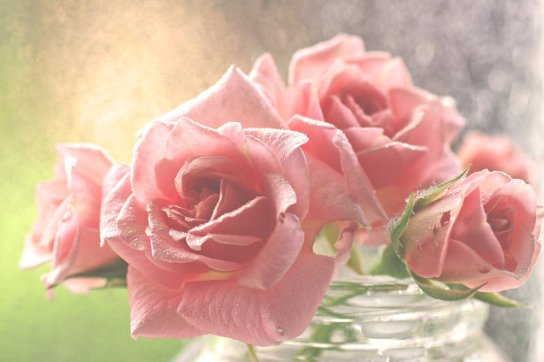 Фотошпалери троянди на світанку (flowers-758)