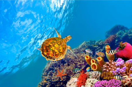 Фотообои кораллы черепаха океан (underwater-world-00007)