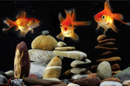 Фотообои в аквариуме золотые рыбки (animals-0000215)