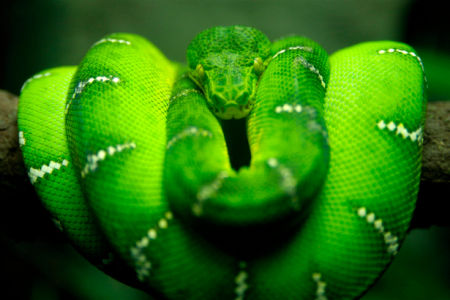 Фотообои зеленая змея (animals-0000230)
