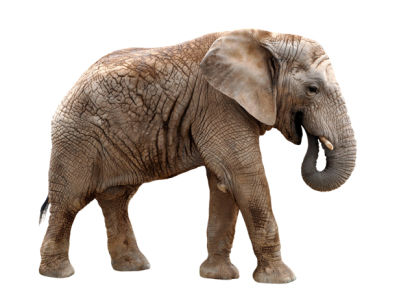 Фотообои слон в профиль (animals-0000349)