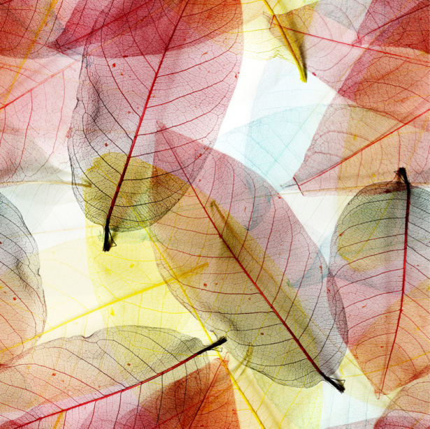 Фотошторы осенние листья (bedroom-curtain-00013)