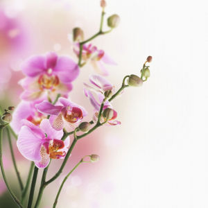 Цветущая орхидея обои для стен фото (flowers-0000024)