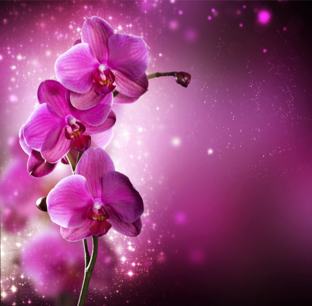 Фотообои на стену цветы Розовая орхидея (flowers-0000037)