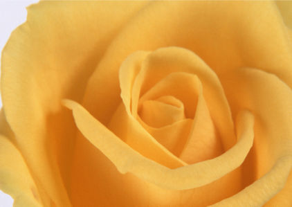 Желтая роза обои на стену цветы (flowers-0000088)