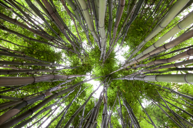 Бамбуковый лес - Обои на стену (flowers-0000250)