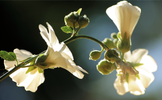 Фотообои на стену цветок - Ветки белого цветка (flowers-0000350)