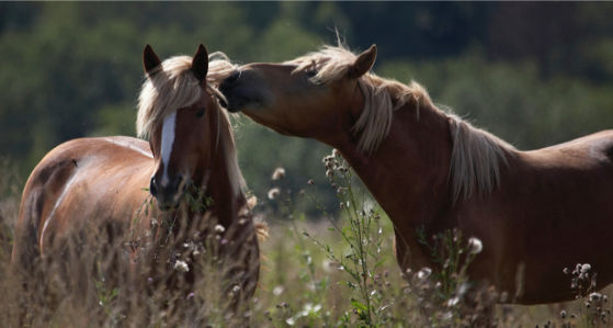 Фотообои лошади в поле беседа (animals-0000004)