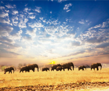 Фотообои сафари, пастбище слонов (animals-0000221)