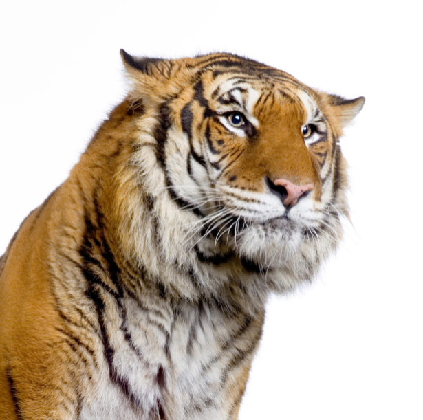 Фотообои тигр портрет на белом (animals-0000249)