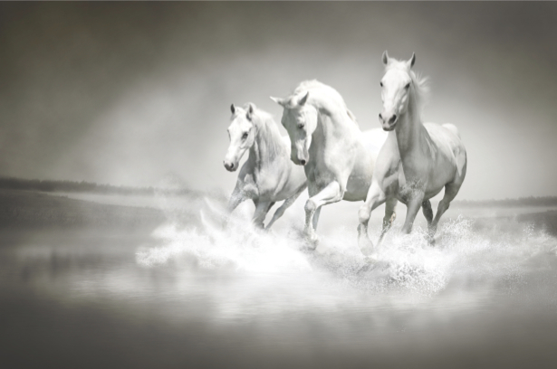 Фотообои белые лошади в аллюре (animals-0000283)
