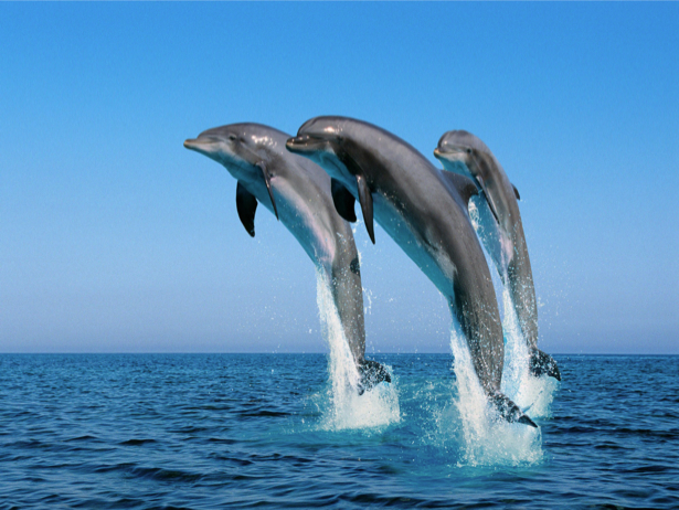 Фотообои дельфины море (animals-0000297)