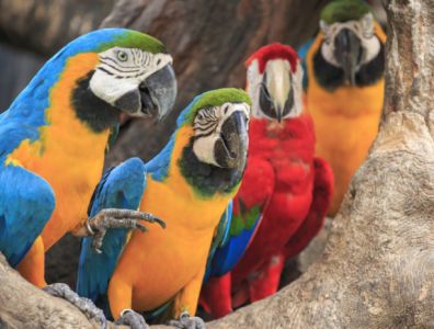 Фотообои жолтые попугаи ара (animals-0000491)
