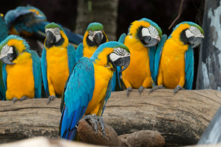 Фотообои композиция попугаи ара (animals-0000492)