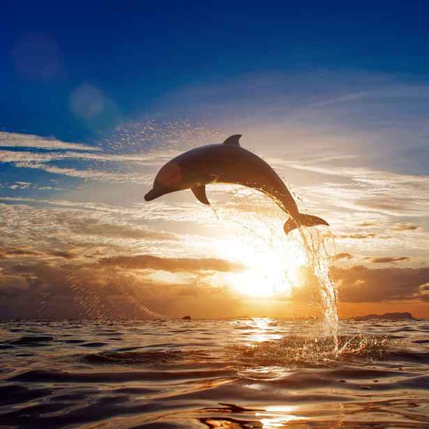 Фотообои Дельфин в полете (animals-517)