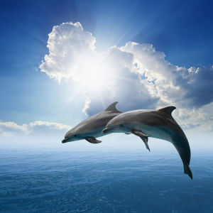 Фотообои Два дельфина (animals-521)