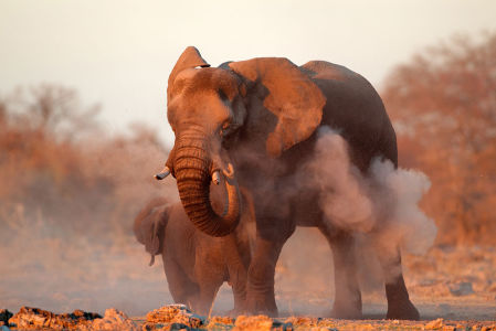 Фотообои Купание слона (animals-544)