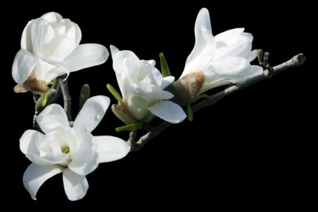 Обои фото цветок ветка белой орхидеи (flowers-0000566)
