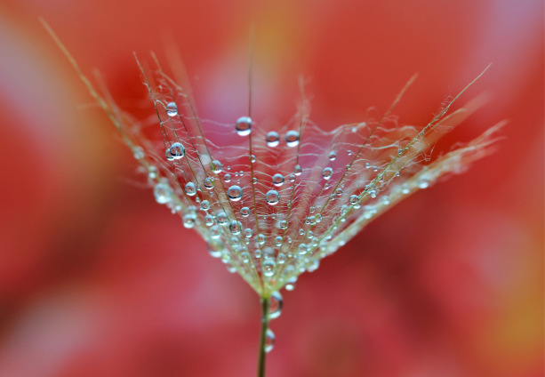 Фотошпалери насіння кульбаби (flowers-0000722)