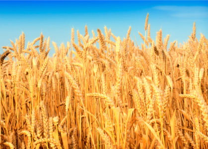 Фотообои с природой пшеница поле (nature-00013)