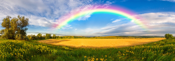 Фотообои радуга над полем (panorama-49)