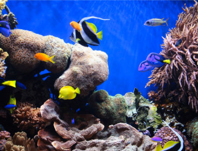 Фотообои ванная море рыба клоун (underwater-world-00020)