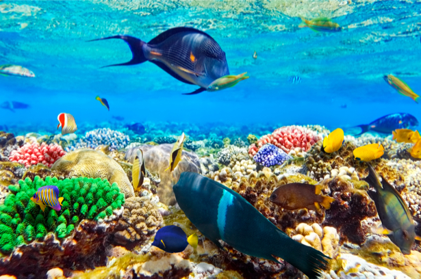 Фотообои 3д коралловый риф рыбки (underwater-world-00035)
