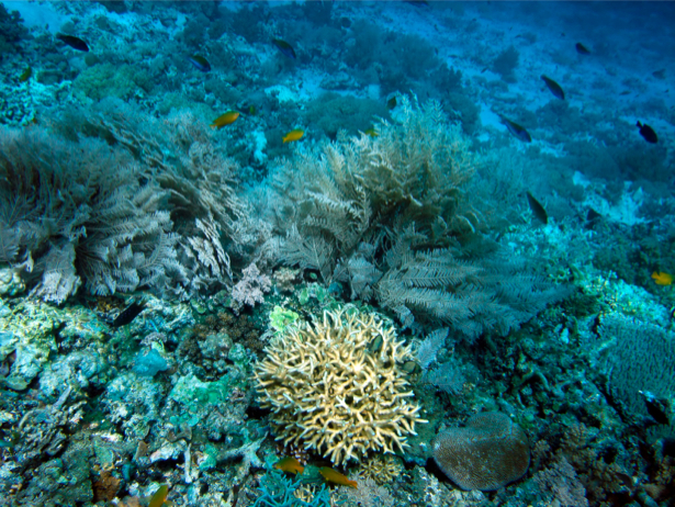 Фотообои риф кораллы рыбки (underwater-world-00039)