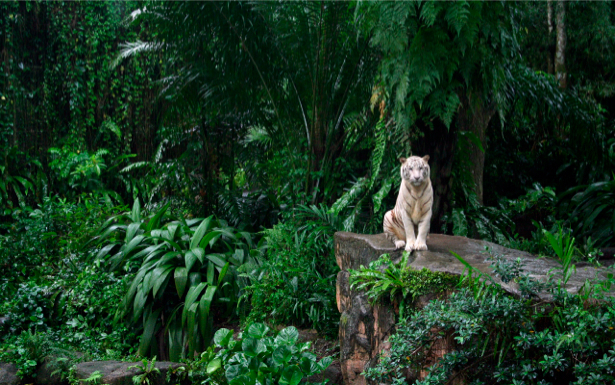 Фотообои с природой белый тигр (animals-0000092)