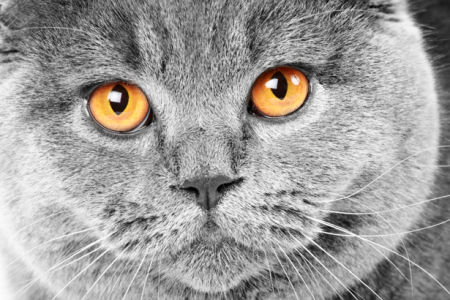 Фотообои пепельная кошка (animals-0000245)