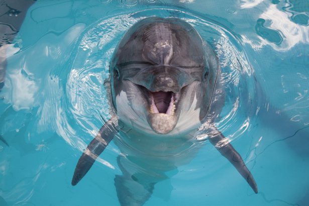 Фотообои дельфин улыбка (animals-0000272)