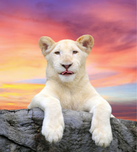 Фотообои Белый лев портрет (animals-0000469)