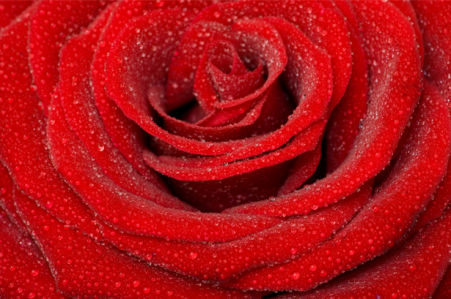 Алая, красная роза красивые цветы фото обои (flowers-0000077)