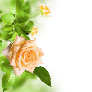 Кремовая роза фотообои на стену цветы (flowers-0000097)